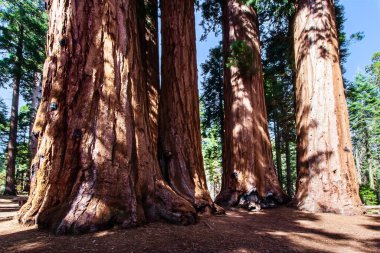 Sequoia, Cypress ailesinin bir ağacı. Türün doğal çeşitliliği Kuzey Amerika 'nın Pasifik kıyılarıdır. Sequoia Park, Kaliforniya, ABD.
