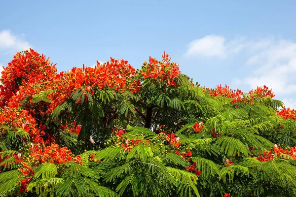 Hermosos Árboles Pintorescos Con Flores Naranjas Royal Delonix Árbol Fuego — Foto de Stock