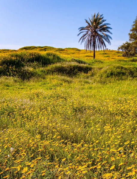 Campos Flores Brillante Sol Del Sur Magnífica Primavera Floreciente Cielo — Foto de Stock