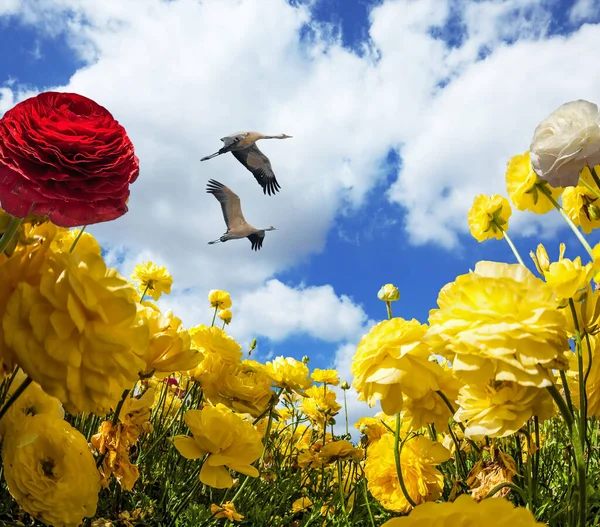 Congratulatory Photo Postcard Magnificent Yellow Red Buttercups South Israel Summer — Stock Photo, Image