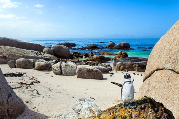 Podróż Egzotycznej Krainy Malowniczy Obszar Ochrony Pingwinów Pobliżu Kapsztadu Południowa — Zdjęcie stockowe
