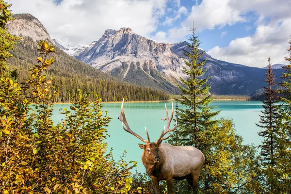 Ciervo Rojo Con Cuernos Ramificados Pastando Hierba Alta Junto Lago — Foto de Stock