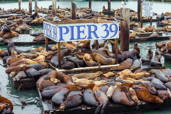 Pier San Francisco Fisherman Wharf San Francisco Bay Hundreds Sea — Stock Photo, Image