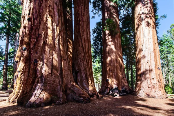 红杉是柏树科的一棵树 该属的自然范围是北美洲的太平洋海岸 美国加利福尼亚红杉公园 — 图库照片