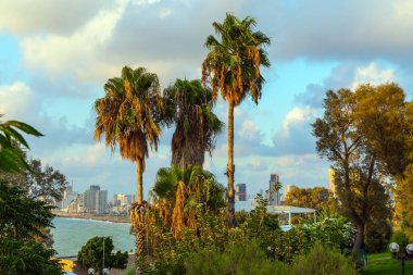 Tepedeki palmiye ağaçları 