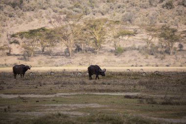 Meşhur Afrika Büyük Beşlisi. Savanada otlayan muhteşem bir çift bufalo. Afrika Boynuzu. Güneydoğu Kenya, Kenya 'da Nakuru Gölü