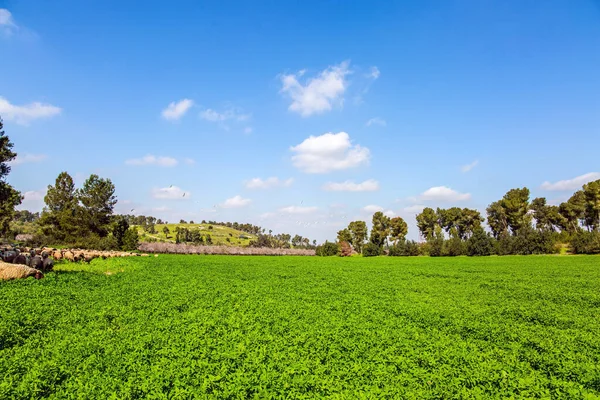 Wide Green Meadow Lush Tall Grass Flock Sheep Rams Driven — Stock Photo, Image