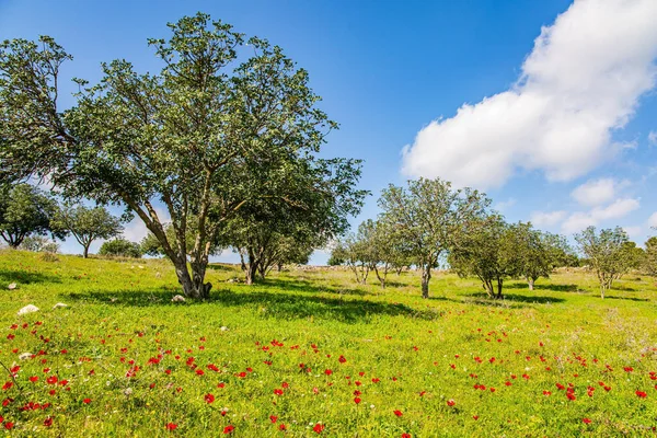 Césped Verde Adorable Con Anémonas Rojas Florecientes Las Acacias Del —  Fotos de Stock