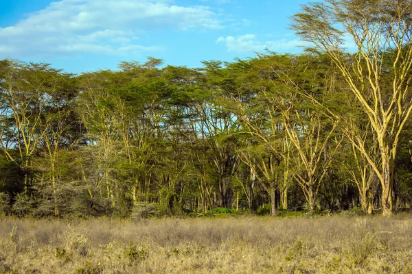 Kenia Boschi Acacia Del Deserto Sulle Rive Del Lago Nakuru — Foto Stock