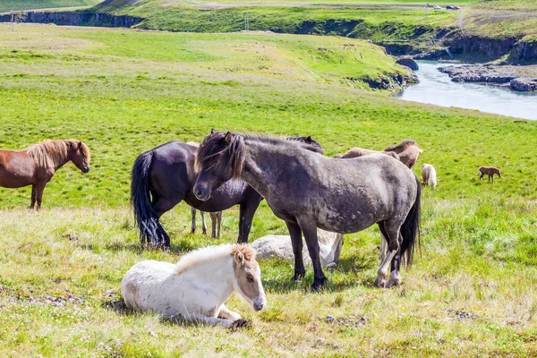 Stado Koni Piękne Konie Wyjątkowej Islandzkiej Rasy Złoty Letni Zachód — Zdjęcie stockowe