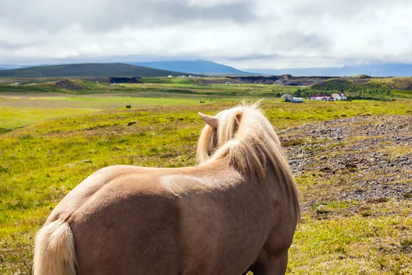 有浅色鬃毛的纯种马群 夏天冻土带里新鲜的青草 梦游美丽而整洁的冰岛马在一个自由的牧场上 — 图库照片
