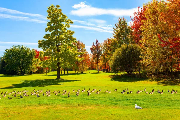 Canadá Grande Rebanho Gansos Selvagens Pastando Grama Auto Estrada Para — Fotografia de Stock