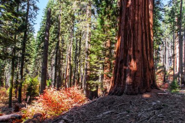  Sequoia Park, Kaliforniya, ABD. Sequoia, Cypress ailesinin bir ağacı. Türün doğal çeşitliliği Kuzey Amerika 'nın Pasifik kıyılarıdır. Amerika 'ya seyahat
