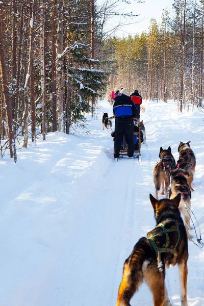 Reis Naar Kerstman Honden Slee Draagt Een Slee Met Toeristen — Stockfoto