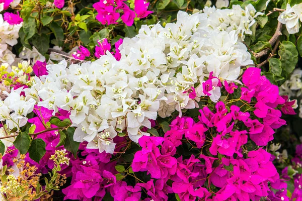 Scenic Lyserøde Hvide Bougainvillea Blomster Kysterne Ved Lake Kinneret Tropisk - Stock-foto