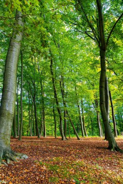  Park Kromlau, Gablenz, Almanya. Ilık bir sonbahar gününde Rakots Nehri ve Şeytan Köprüsü 'nde muhteşem gölgeli bir park.