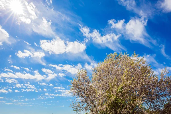 Lente Israël Wit Roze Olijfboom Bloemen Weelderige Lente Olijfboom Bloei — Stockfoto