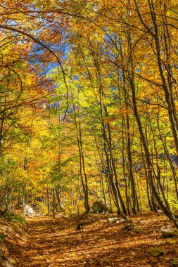 Ormandaki yayaların kirli yolları. Güneşli sıcak bir gün. Kamensko 'daki 