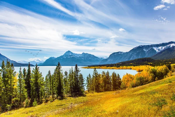 Abraham Lake Yellow Foliage Birches Aspens Mixed Green Conifers First — Stock Photo, Image