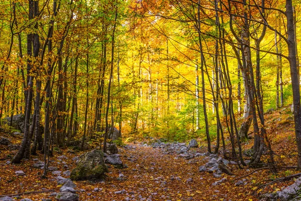 Словения Логарская Долина Пышные Увядания Природы Великолепная Золотая Осень Горах — стоковое фото