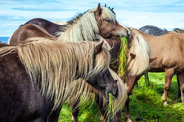 Гарні Добре Доглянуті Ісландські Коні Вільному Пасовищі Виноградники Прекрасні Коні — стокове фото