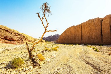 Güzergahın başlangıcı. Kara Kanyon 'a giriş. Kanyonun muhteşem çok renkli kayaları var. Eilat, İsrail. Sıcak Kasım günü. Resimli kuru ağaç