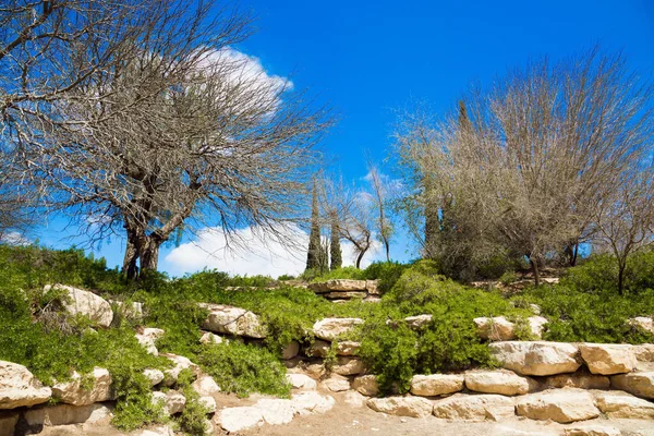 Kis Festői Park Egy Dombon Ben Gurion Emlékmű Körül Izrael — Stock Fotó