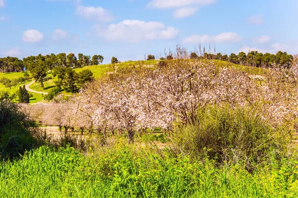 大きな咲くアーモンドの木の庭の端 庭の周りには装飾的な景色の木が生えています 暖かい晴れた2月の日 2月のイスラエル — ストック写真