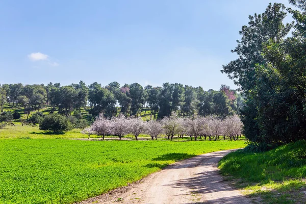 Wide Dirt Road Crosses Flowering Meadow Edge Large Blooming Almond — Stock Photo, Image