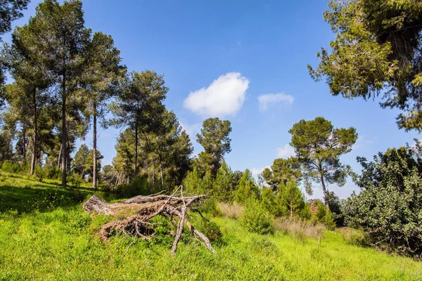 Nel Prato Crescono Pini Alti Sottili Pittoresco Pineta Caldo Giorno — Foto Stock