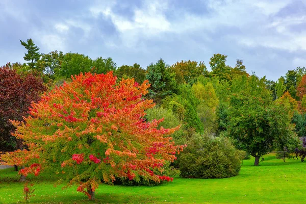 Lush Autumn Red Gold Tree Crowns Tall Yellow Grass Road — Stock Photo, Image