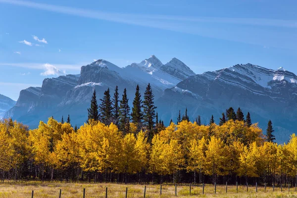 第一场雪已经落在山顶上了 白桦树和白杨树的黄色叶子与绿色针叶树混合在一起 伟大的加拿大落基山脉 亚伯拉罕湖的风景海岸 — 图库照片