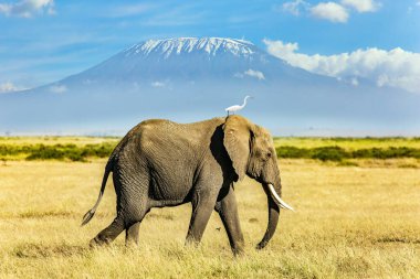 Büyük yalnız fil ünlü Kilimanjaro Dağı 'nın eteklerinde otluyor. Akbalıkçıl bir filin başında duruyor. Afrika. Afrika savanasına harika bir yolculuk..