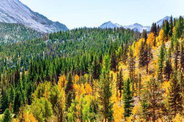 Montana, ABD 'de bereketli bir sonbahar. Turuncu, sarı ve kırmızı huş yaprakları ve kavak ve kozalaklı ormanlar. Rock Creek yol gölleri. 