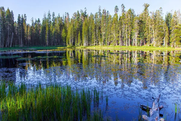 Malerischer Ruhiger Grasbewachsener See Einem Nadelwald Sonnenaufgang Majestätische Nadelwälder Spiegeln — Stockfoto