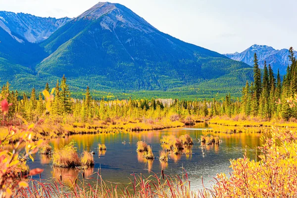 落基山脉的印度夏天 弗米隆山湖畔的黄秋青草 长青云杉生长在山坡上 加拿大 — 图库照片