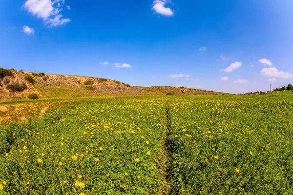 Prachtige Bloeiende Lente Voorjaarsbloei Van Negev Woestijn Israël Blauwe Lucht — Stockfoto