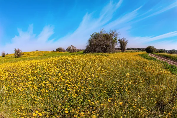 Florecimiento Primaveral Del Desierto Del Neguev Israel Campo Margaritas Florecientes — Foto de Stock