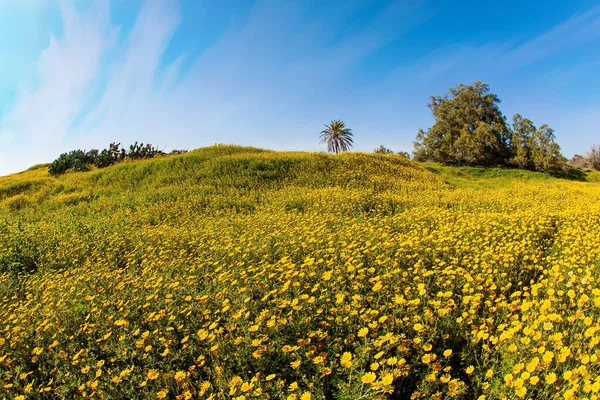 Floraison Printanière Désert Néguev Israël Magnifique Printemps Fleuri Champ Marguerites — Photo