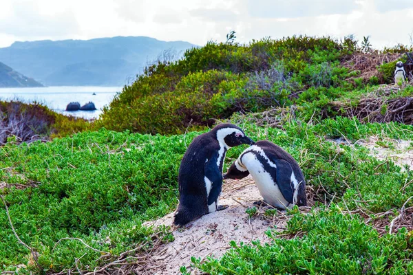 Południowa Afryka Przyjazna Para Czarnoskórych Pingwinów Całujących Się Plaży Podróż — Zdjęcie stockowe