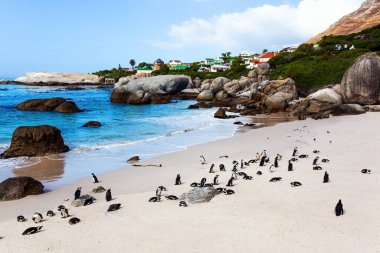 Egzotik Topraklara Seyahat. Cape Town yakınlarındaki Penguen Koruma Alanı. Güney Afrika. Gözlüklü penguen, Penguen Sahili 'nde yaşayan nazik ve güvenilir bir kuştur.