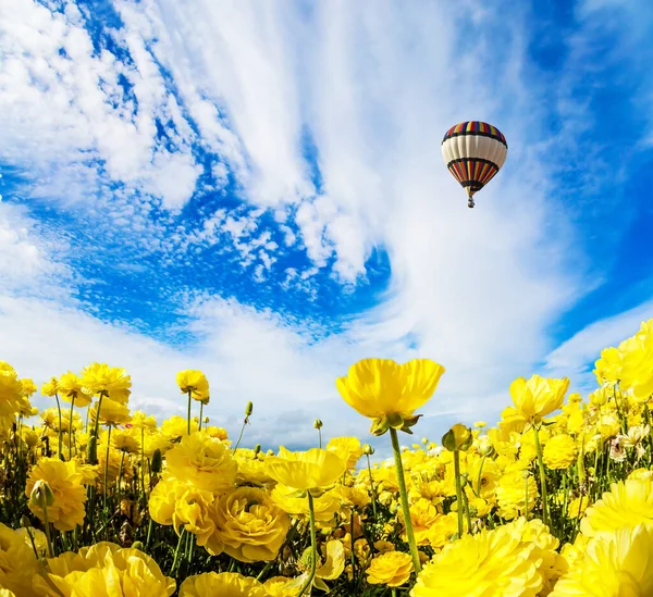 Gele Tuin Boterbloemen Een Kibboets Veld Enorme Veelkleurige Heteluchtballon Vliegt — Stockfoto