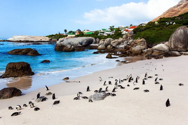 Viaje Para Uma Terra Exótica Área Conservação Pinguim Cênico Perto — Fotografia de Stock