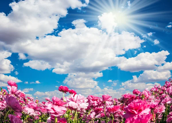 Ranuncoli Giardino Rosa Adorabili Ranuncolo Fioriscono Campo Fattoria Giornata Ventosa — Foto Stock