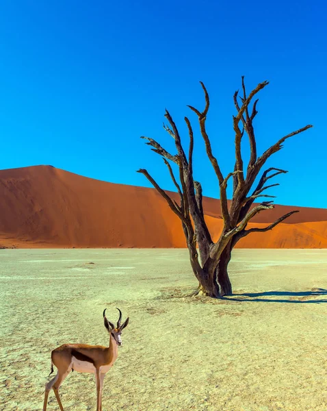 Velký Výlet Namibie Namib Naukluft Pouště Majestátní Oranžové Duny Suché — Stock fotografie