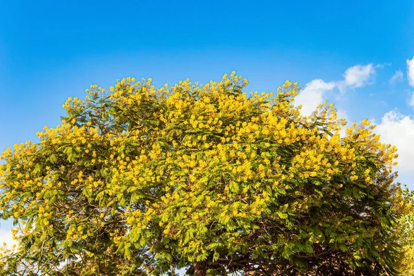 Corona Rigogliosa Acacia Gialla Fiorita Rive Del Lago Kinneret Parco — Foto Stock