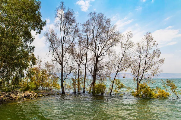 Zaplavené Stromy Březích Jezera Kinneret Řecký Ortodoxní Klášter Dvanácti Apoštolů — Stock fotografie