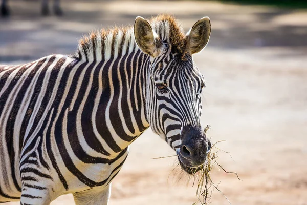 Zebra Wypasa Się Ptaszarni Zoo Zoo Jest Ważne Dla Zachowania — Zdjęcie stockowe