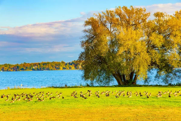 草の中に野生のガチョウの放牧の大規模な群れ セントローレンス川沿いのモントリオールへの高速道路 カナダだ 緑豊かな秋の赤と金の木の冠 曇りの日 — ストック写真