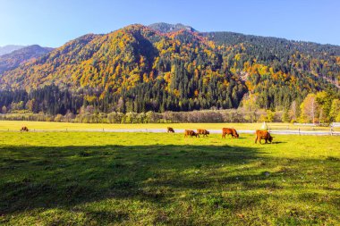 Logarska Vadisi, Slovenya. Dağlarda muhteşem bir altın sonbahar. İskoç inekler için yeşil çayır. Doğu Avrupa, Alpler. Güneşli bir gün